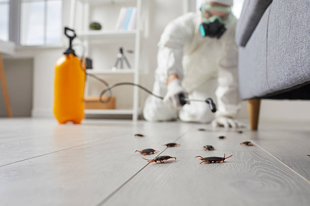 Trusted Cockroach Control service in Elmont, NY - Nex Pest Control